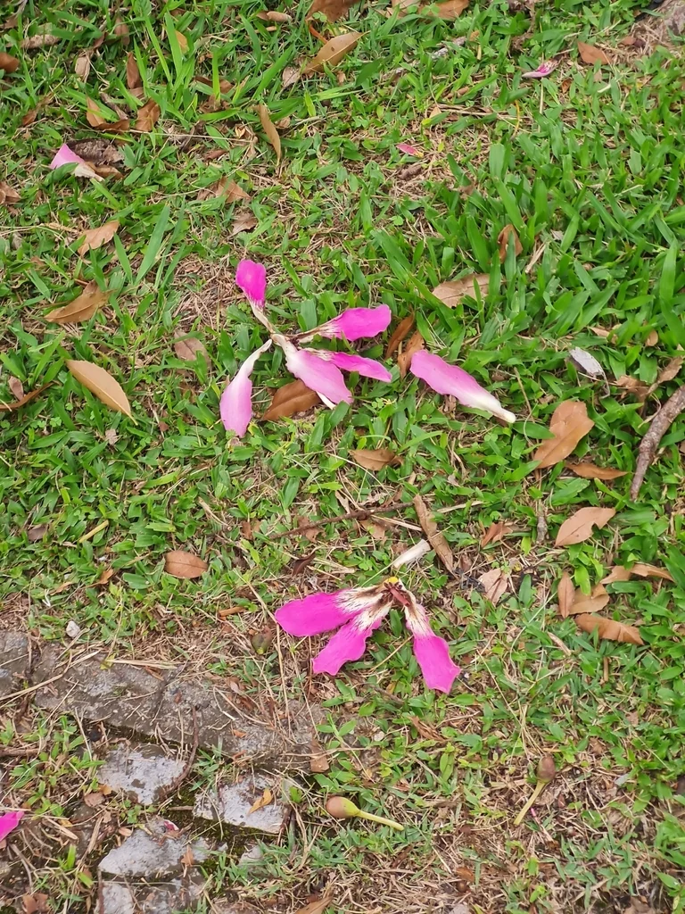 Ceiba Speciosa