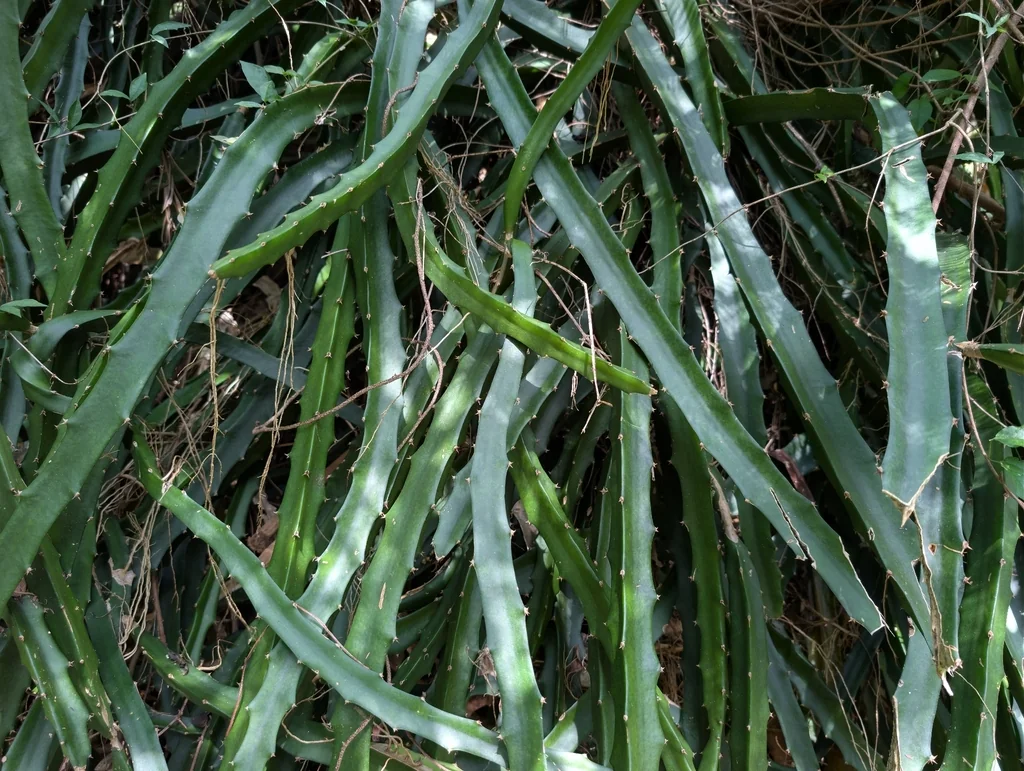 Hylocereus Undatus
