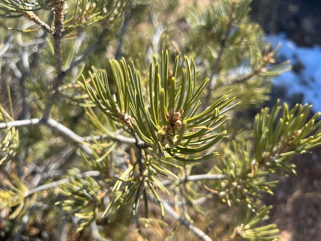 Pinus Edulis