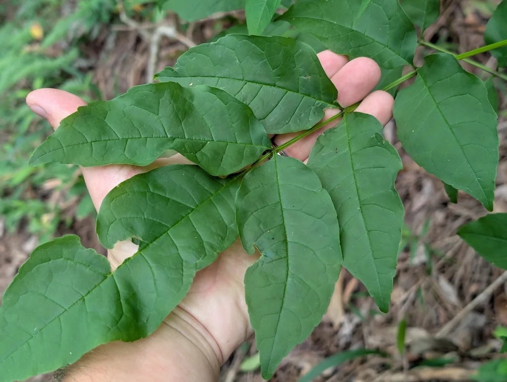 Fraxinus Uhdei