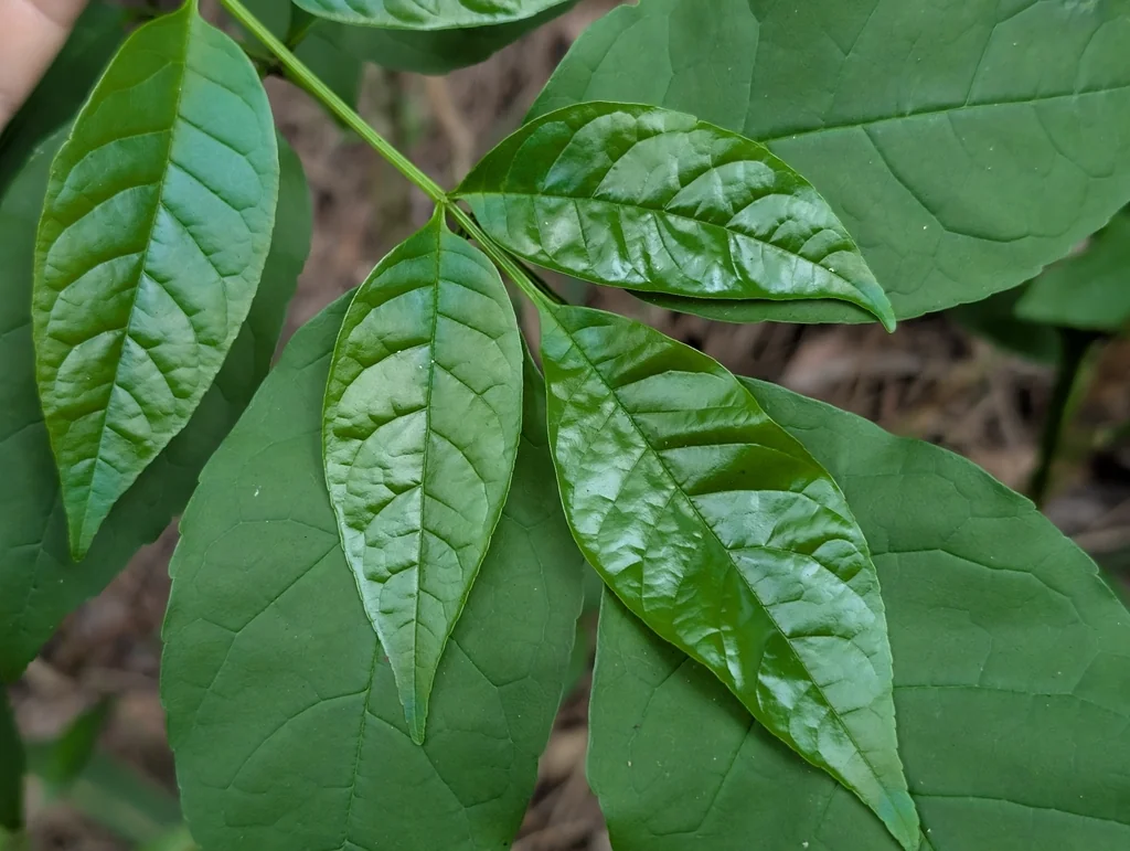 Fraxinus Uhdei