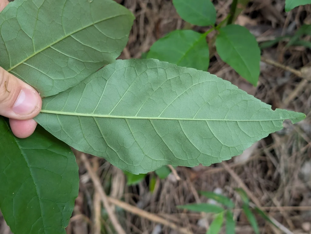 Fraxinus Uhdei