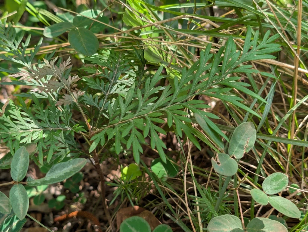 Grevillea Robusta