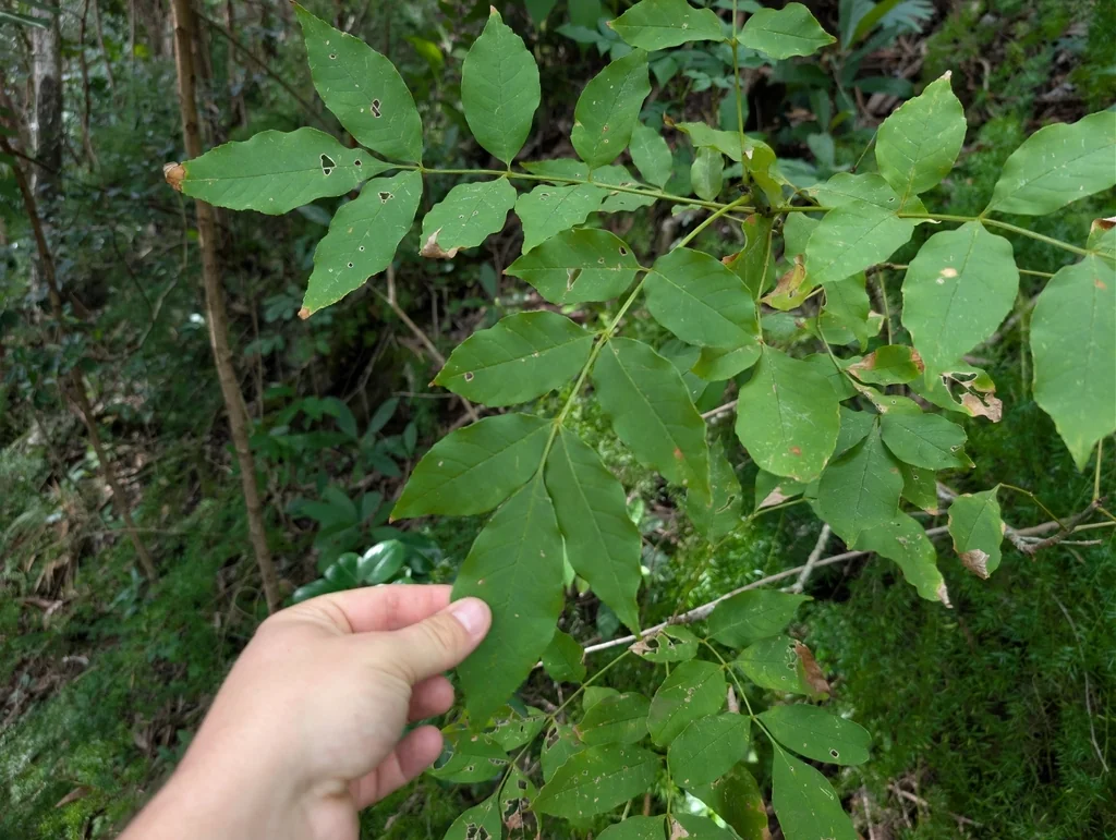 Fraxinus Uhdei