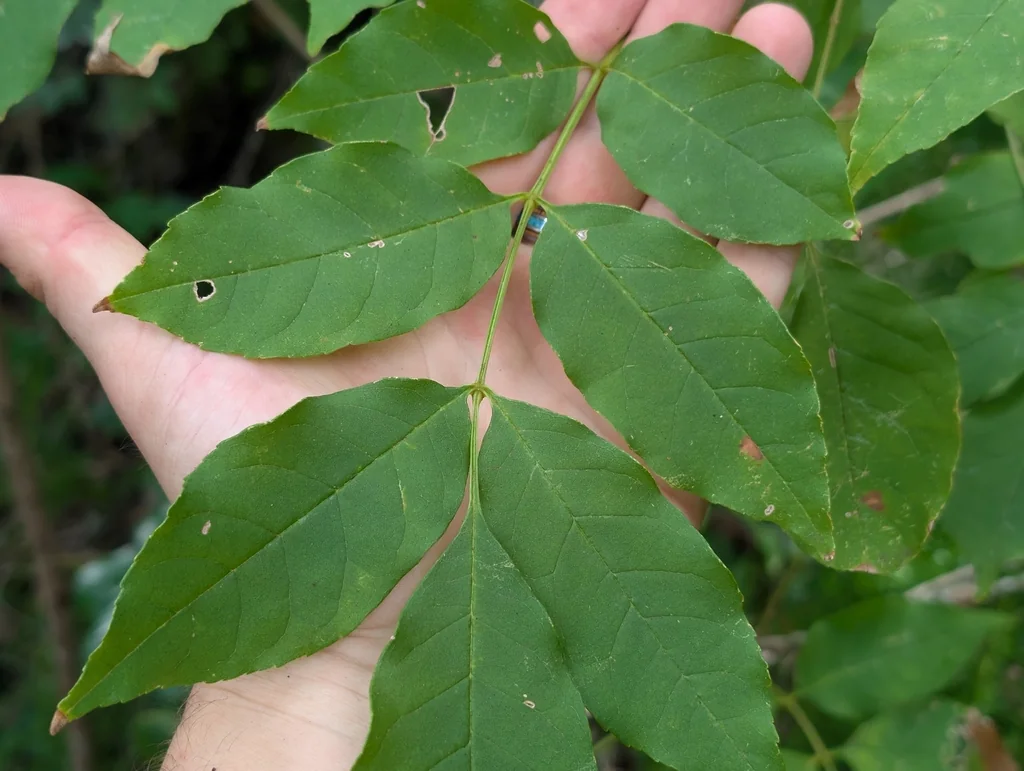 Fraxinus Uhdei