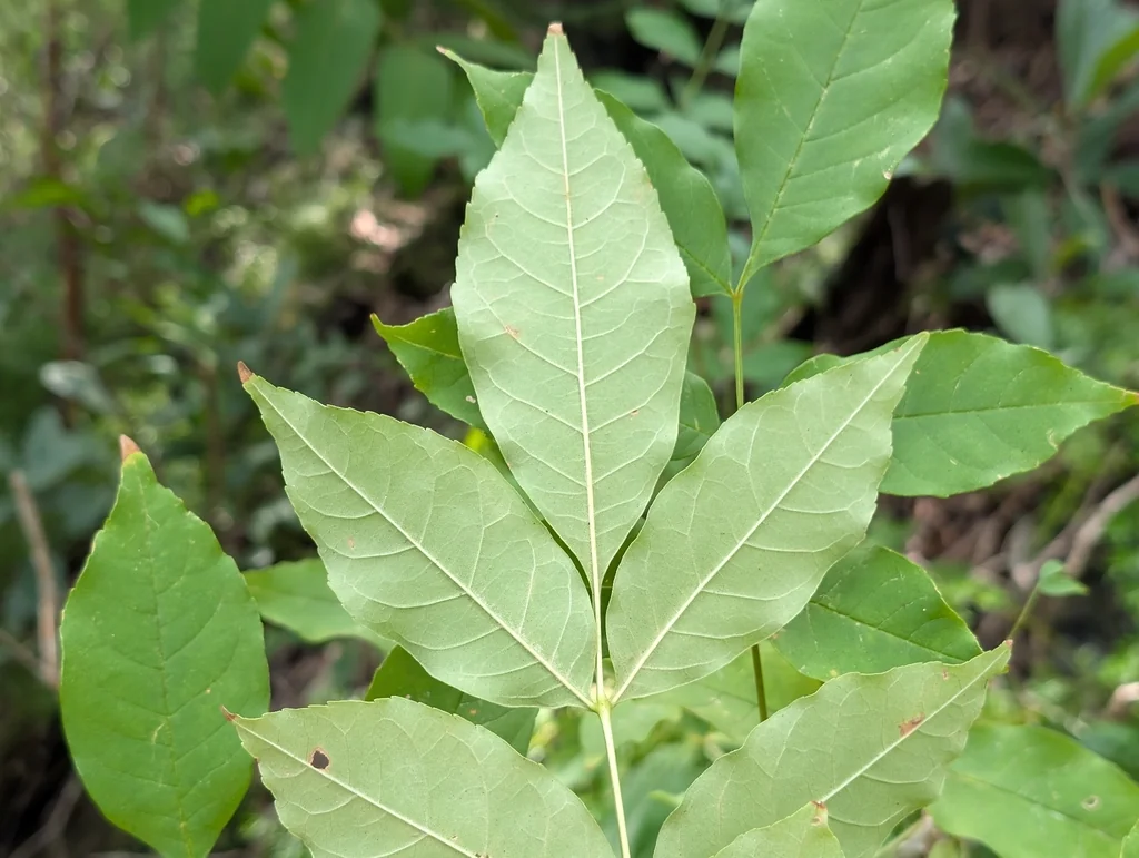 Fraxinus Uhdei