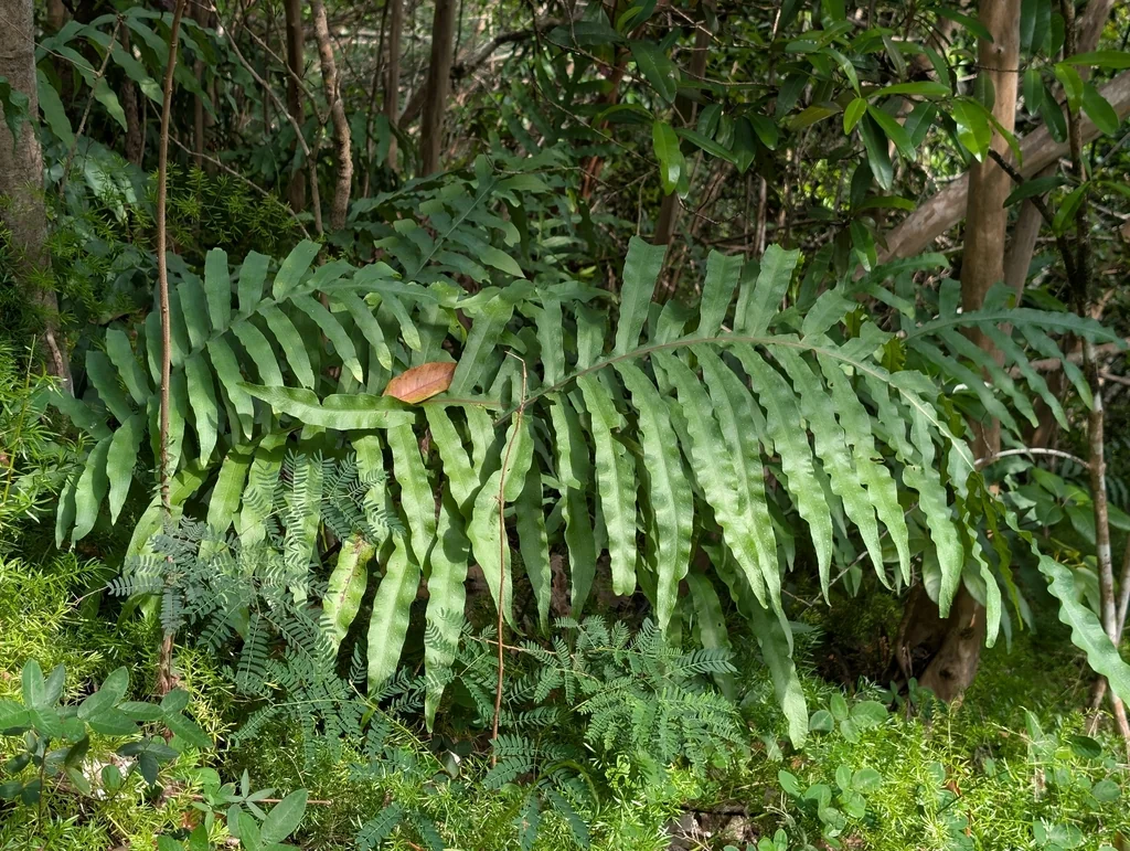 Phlebodium Aureum