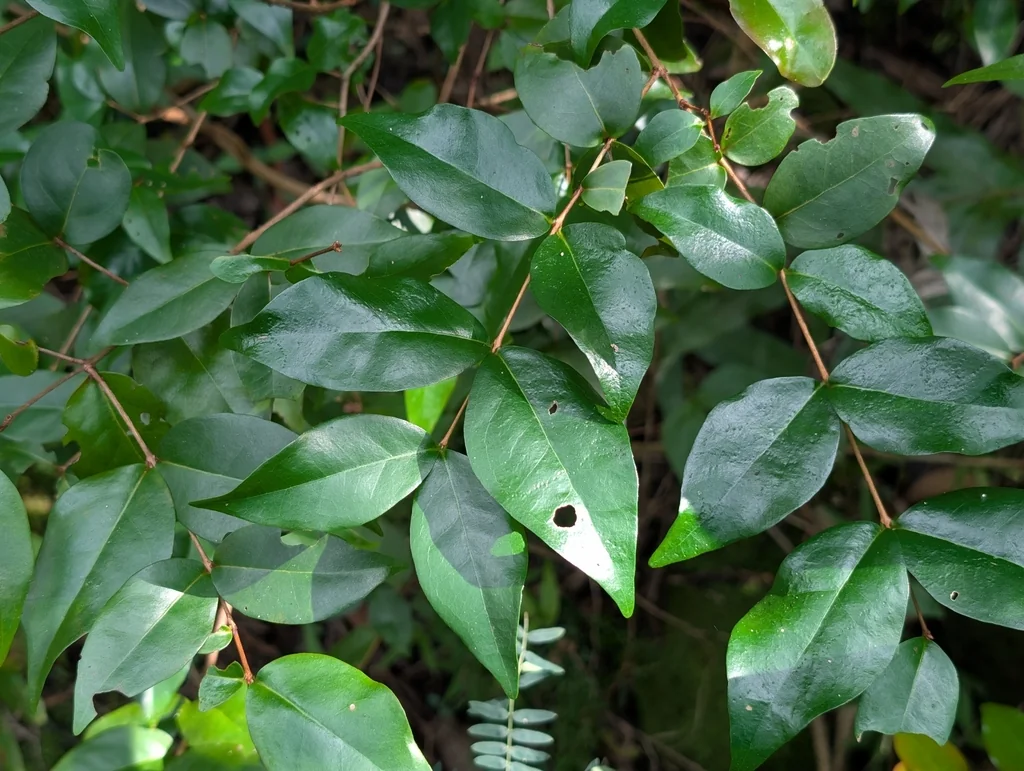 Eugenia Uniflora