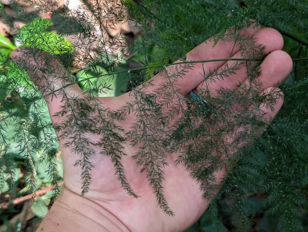 Asparagus Setaceus