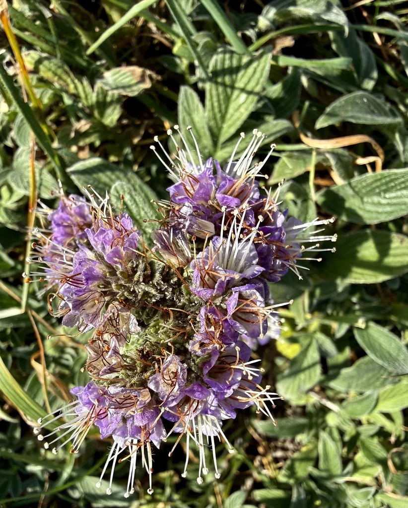 Phacelia Californica