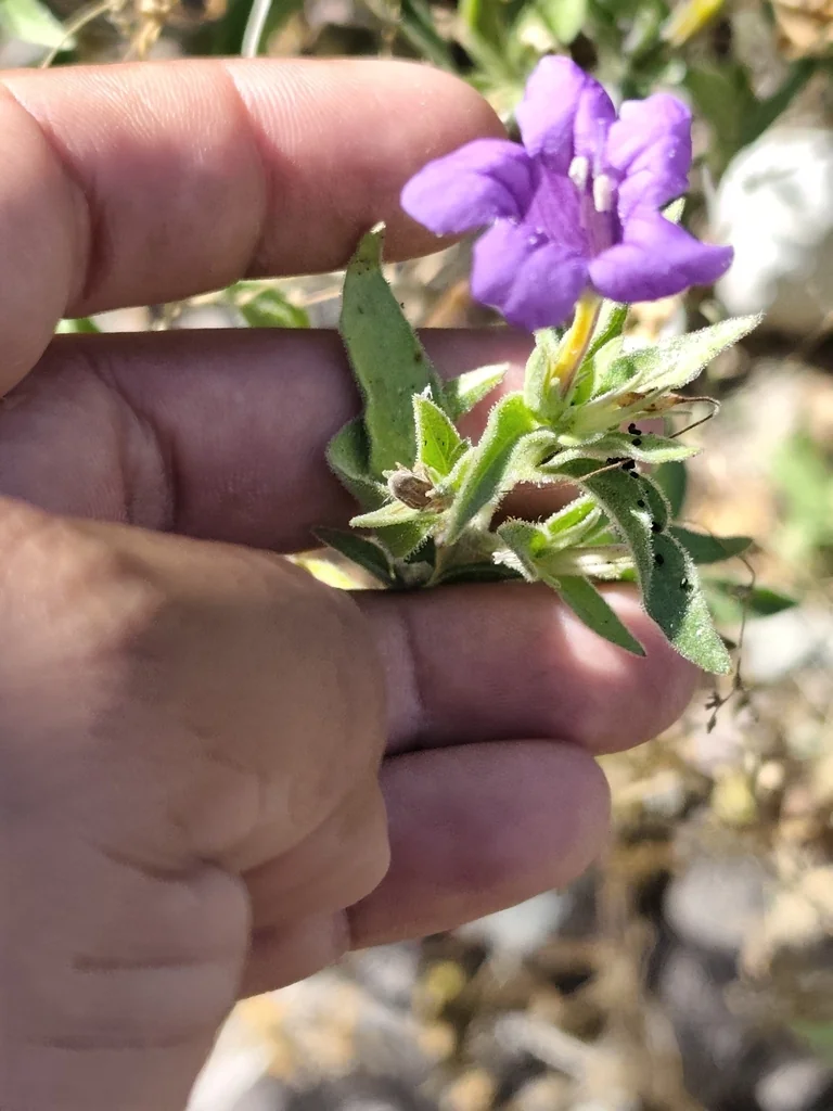 Ruellia Californica