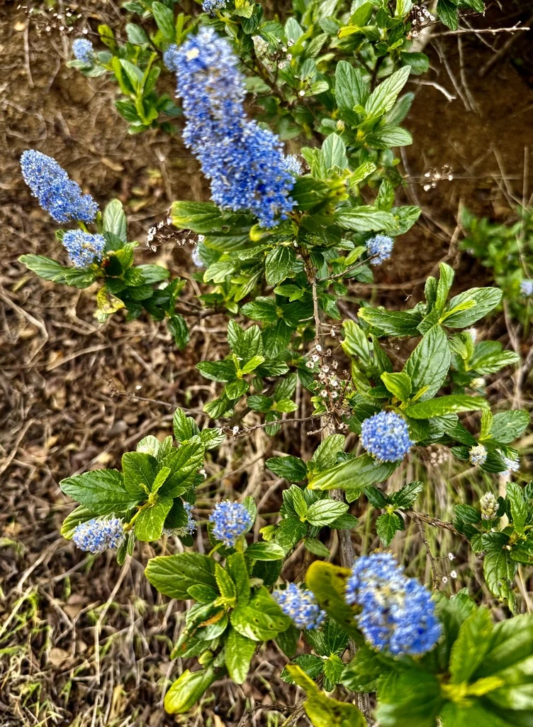 Ceanothus Thyrsiflorus