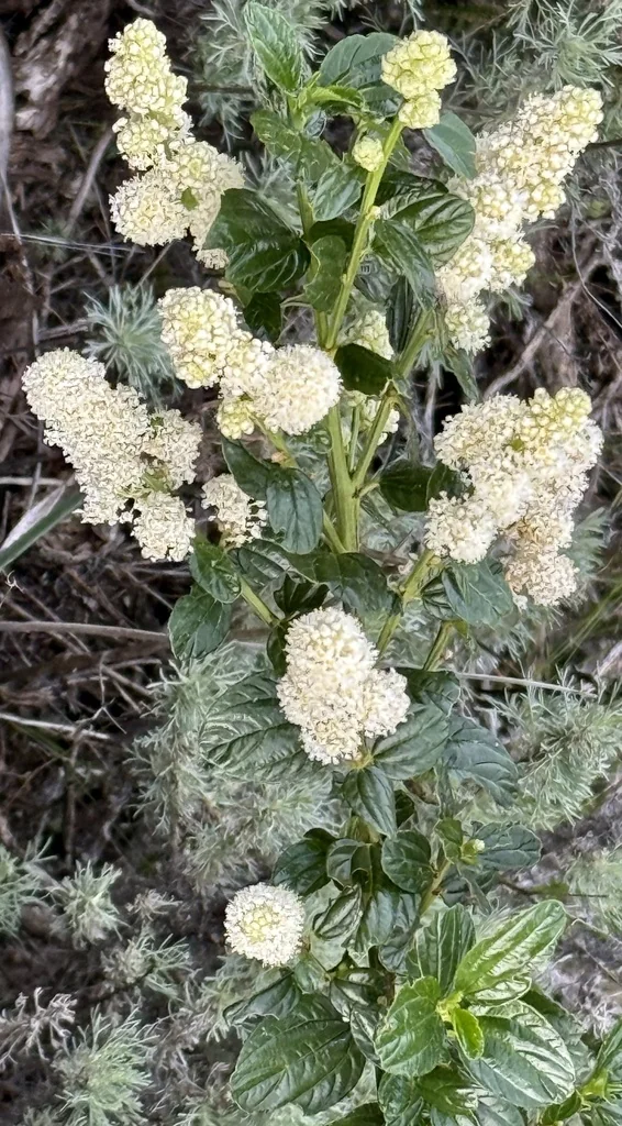 Ceanothus Thyrsiflorus