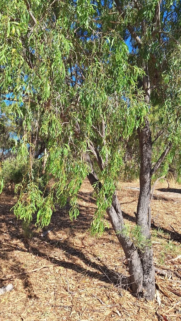 Acacia Salicina