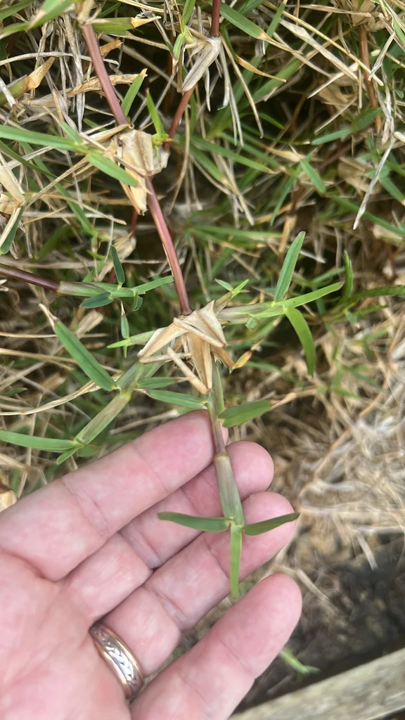 Stenotaphrum Secundatum