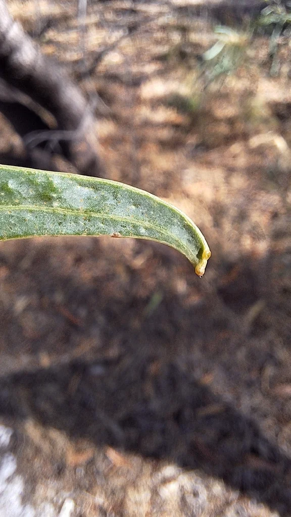 Acacia Salicina