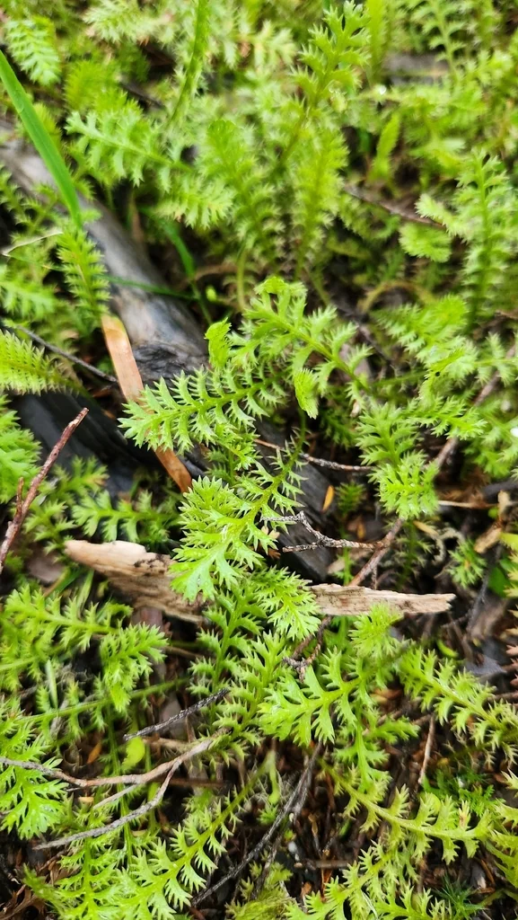 Leptinella Squalida
