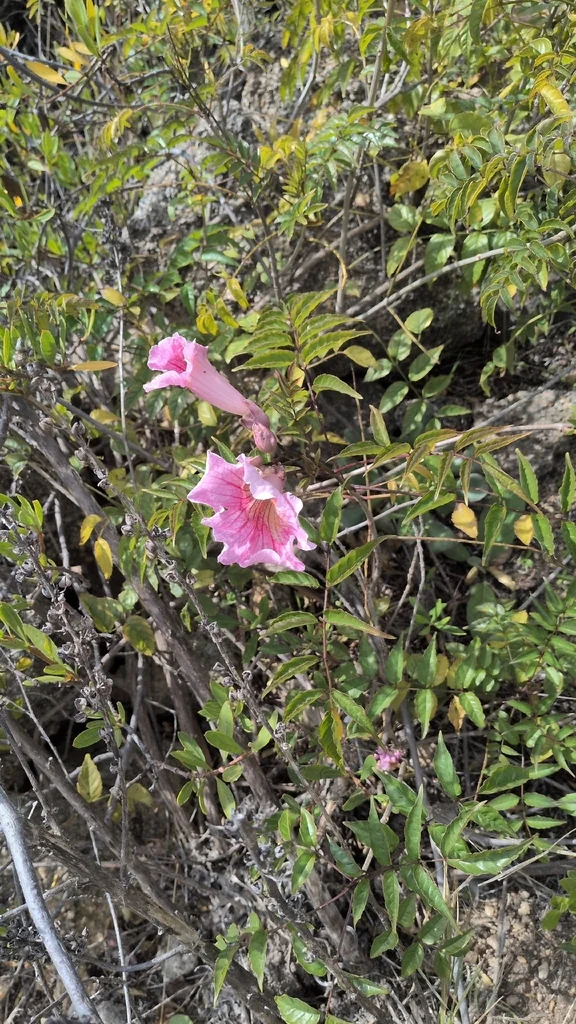 Podranea Ricasoliana