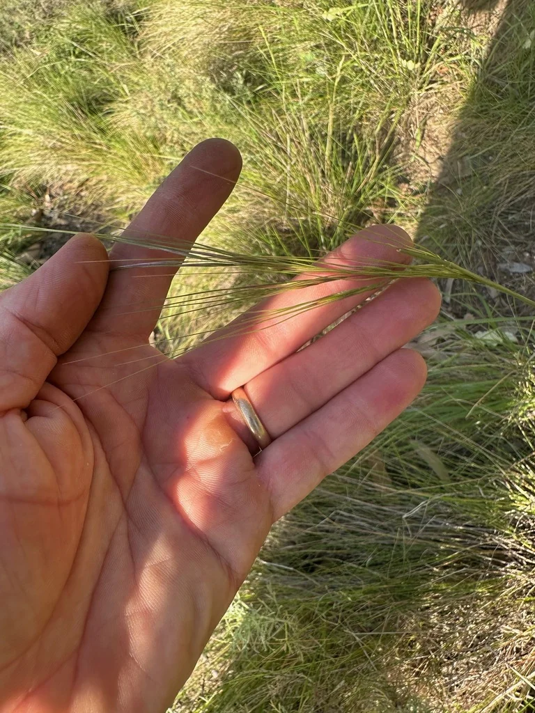 Nassella Pulchra