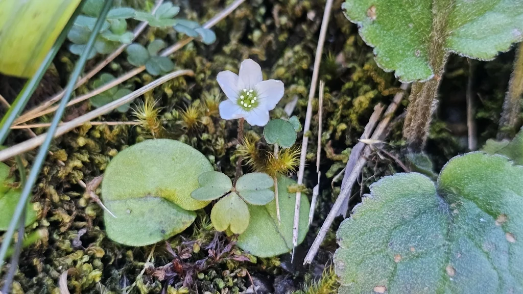 Oxalis Magellanica