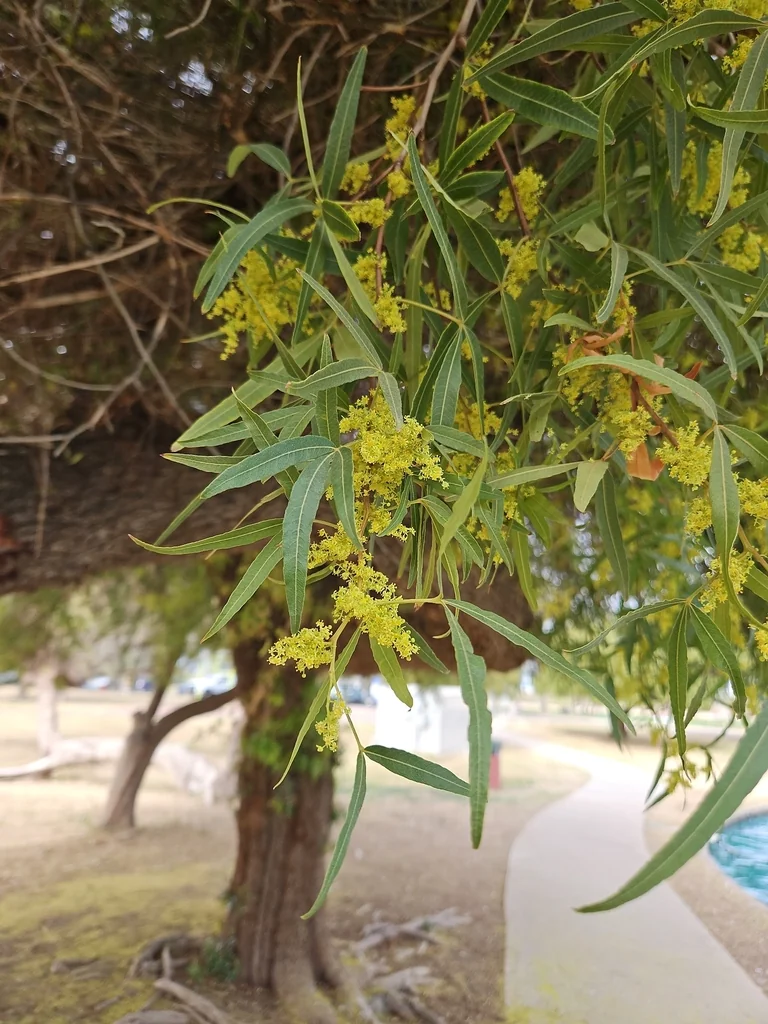 Rhus Lancea