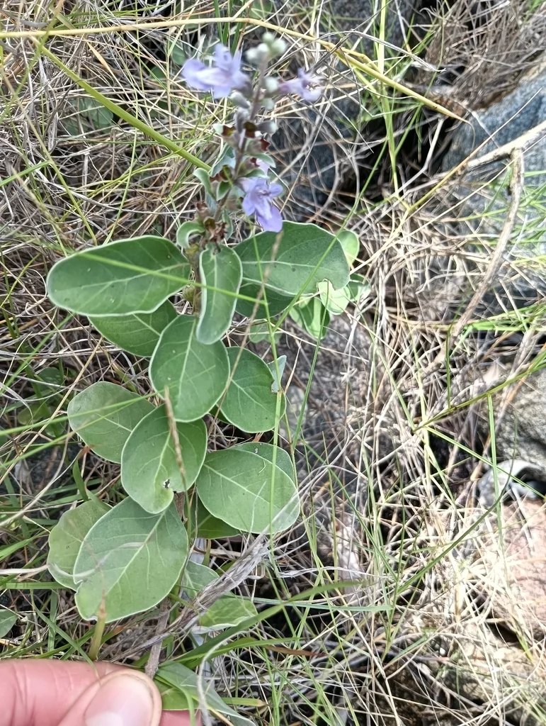 Vitex Rotundifolia