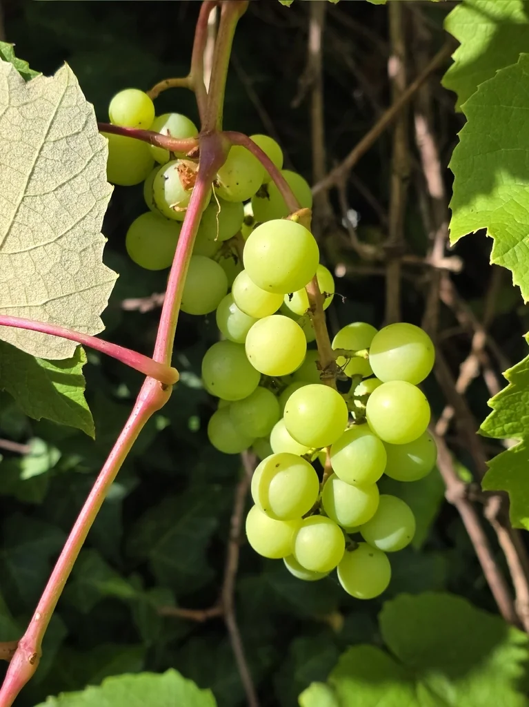 Vitis Vinifera