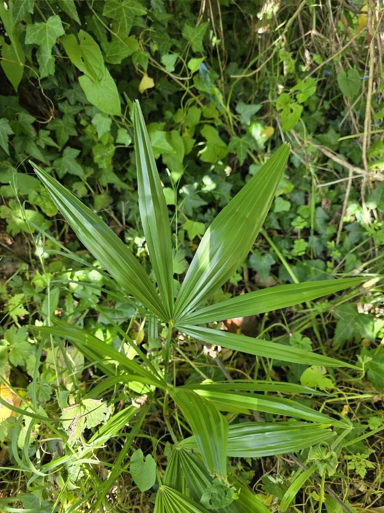 Trachycarpus Wagnerianus