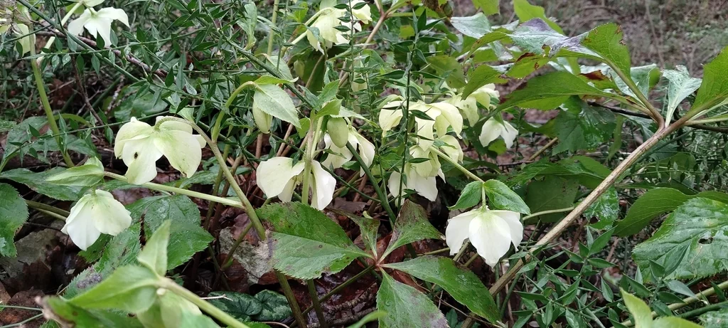 Helleborus Orientalis