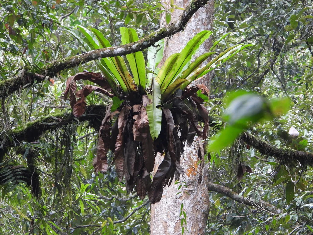 Asplenium Nidus