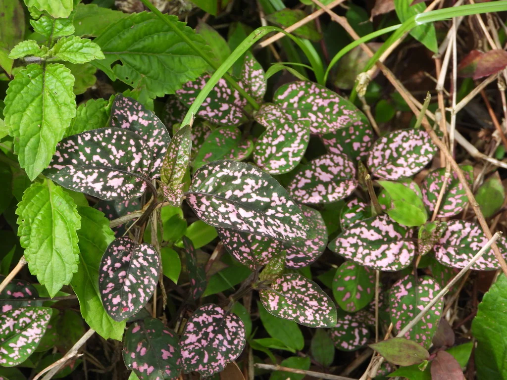 Hypoestes phyllostachya
