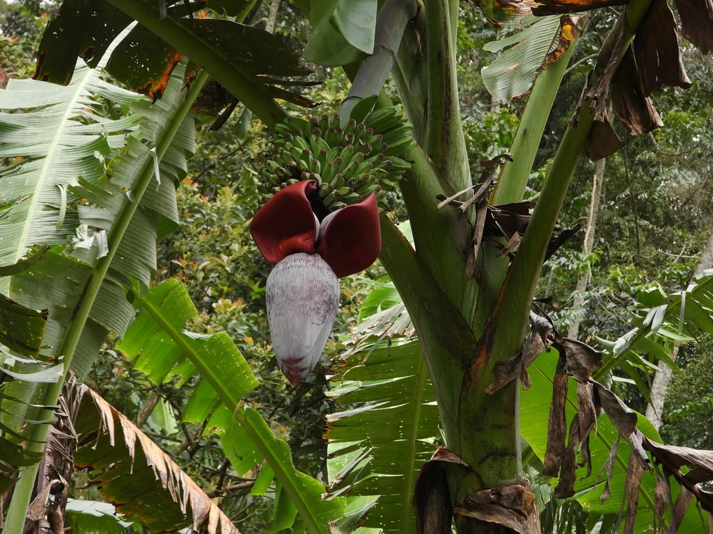 Musa X Paradisiaca
