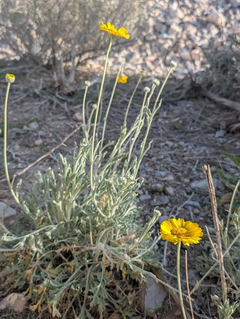 Baileya Multiradiata