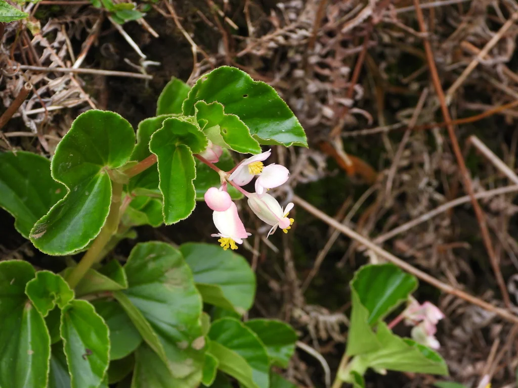 Begonia semperflorens