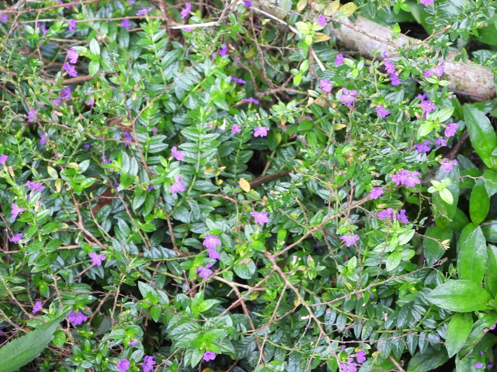 Cuphea Hyssopifolia