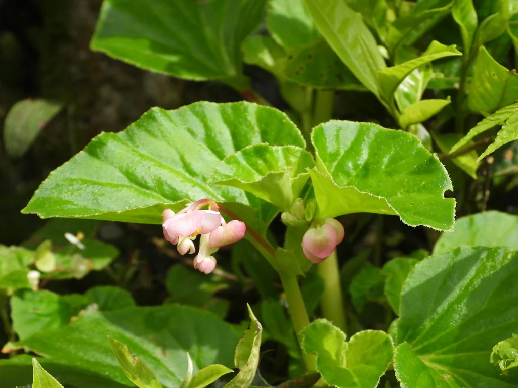 Begonia semperflorens