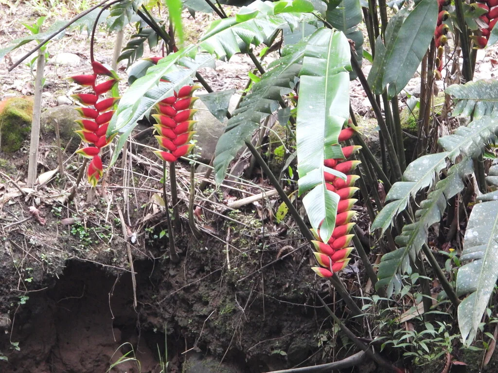 Heliconia Rostrata
