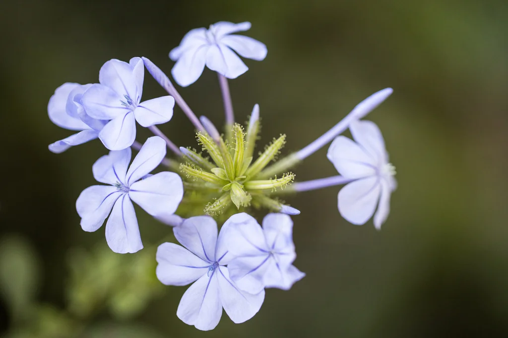 Plumbago Auriculata
