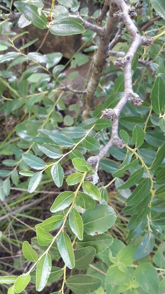 Ziziphus Jujuba