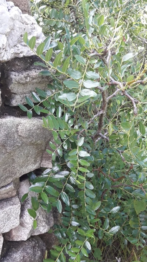 Ziziphus Jujuba