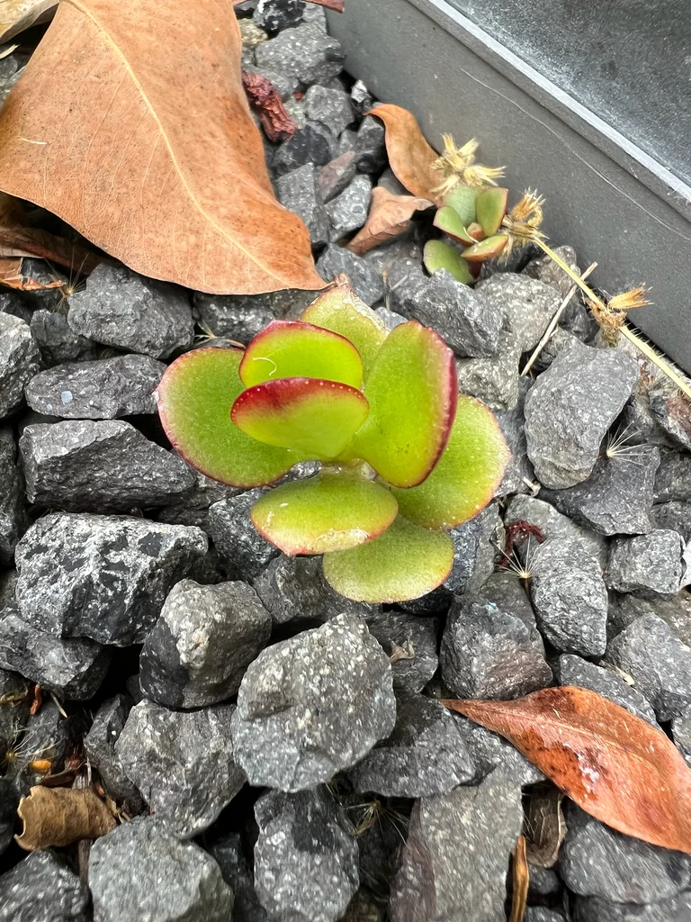 Crassula Ovata