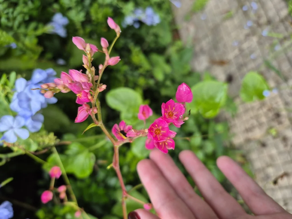 Antigonon Leptopus