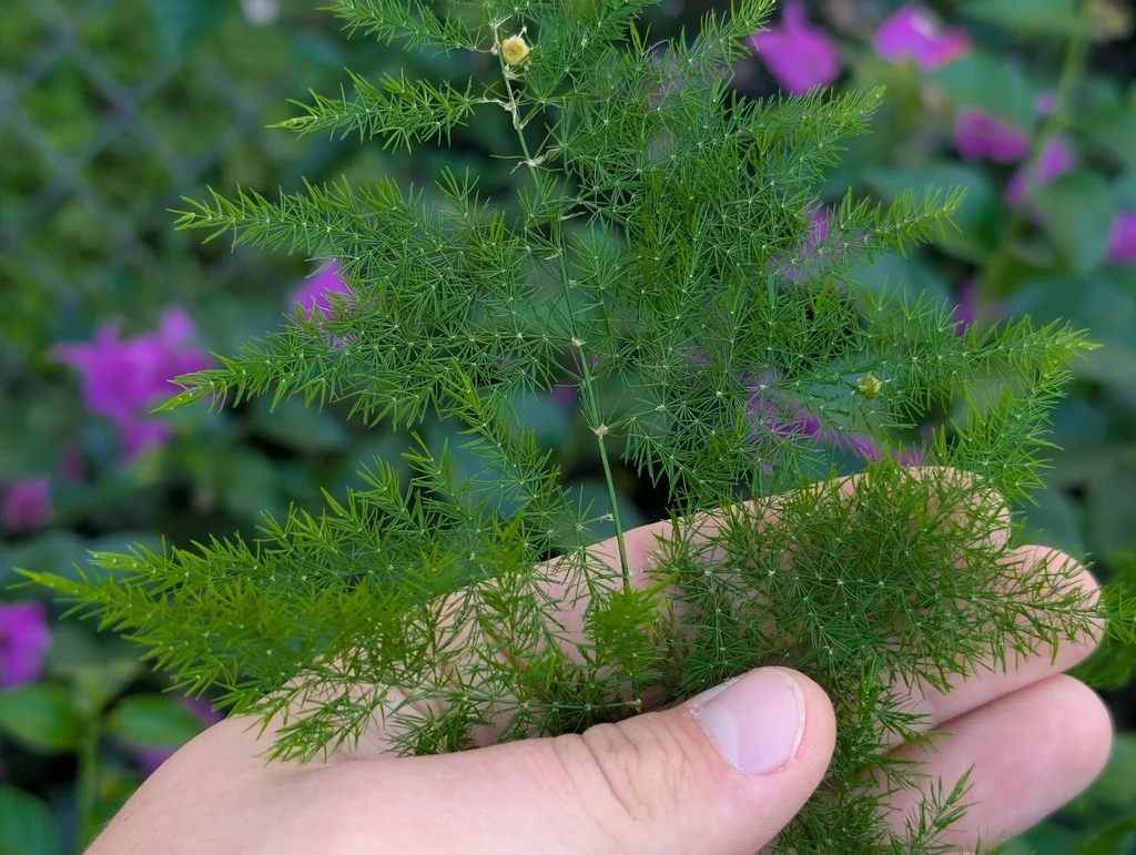 Asparagus Setaceus