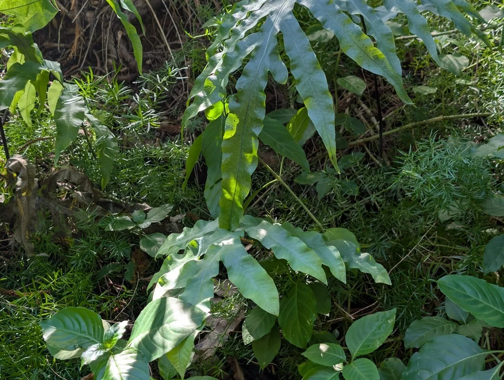 Phlebodium Aureum