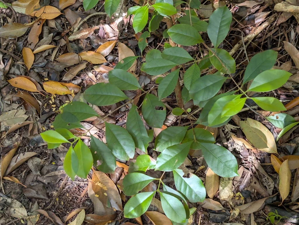 Psidium Cattleianum