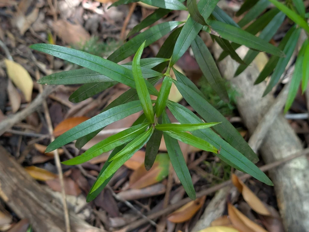 Podocarpus Macrophyllus