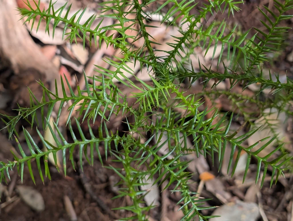 Araucaria Cunninghamii