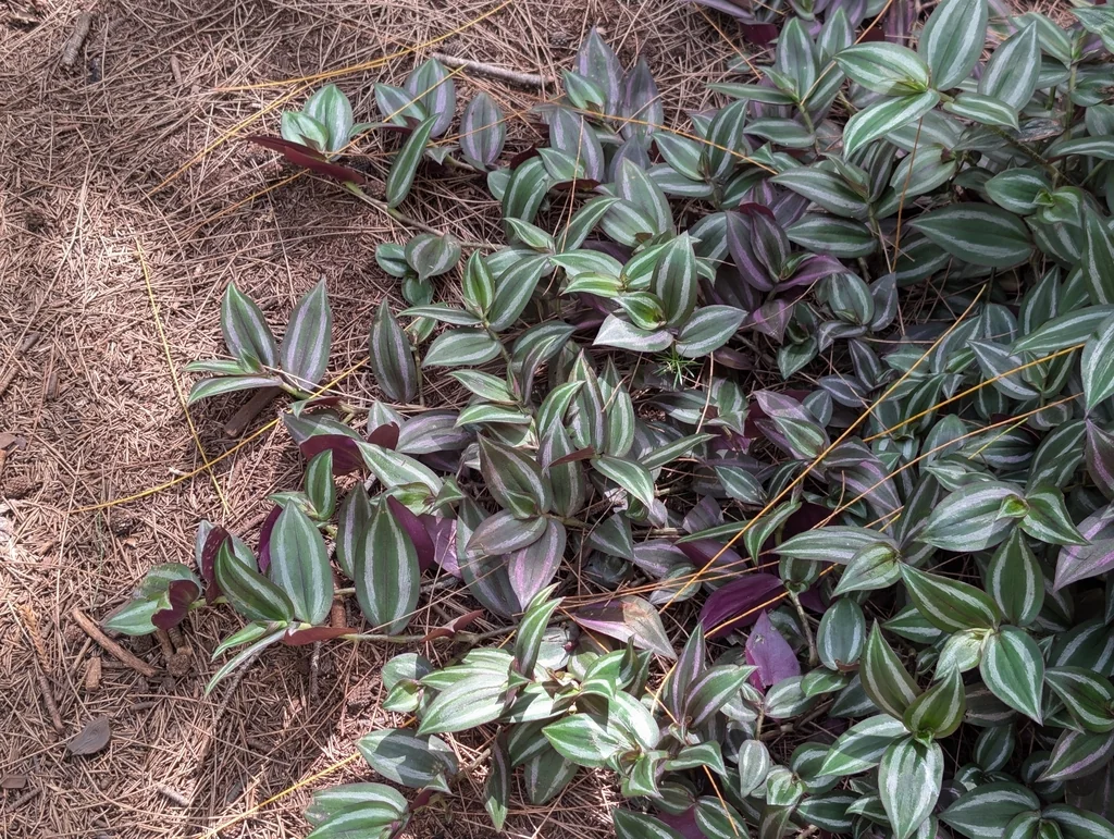 Tradescantia Zebrina