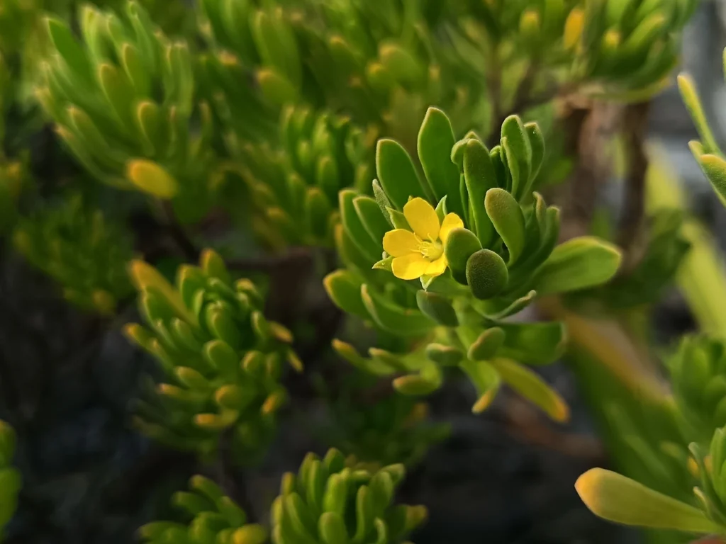 Suriana Maritima