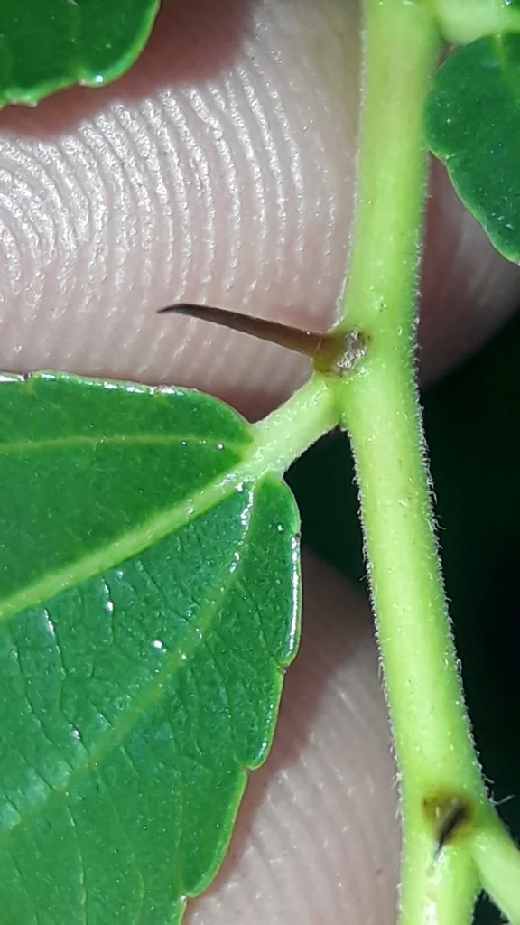 Ziziphus Jujuba